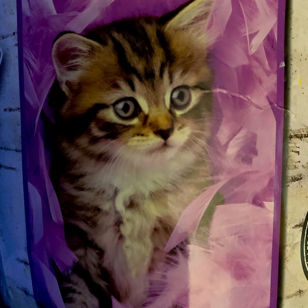 Beautiful cat plush throw!